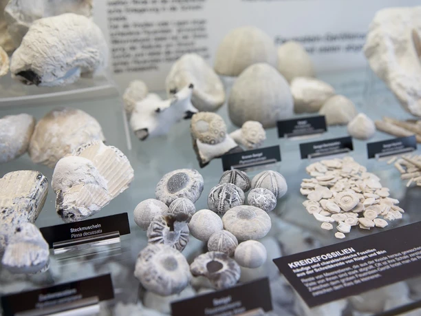 Kreidefossilien in der Ausstellung im NATUREUM Darßer Ort