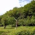Streuobstwiesen Eitorf-Bourauel
