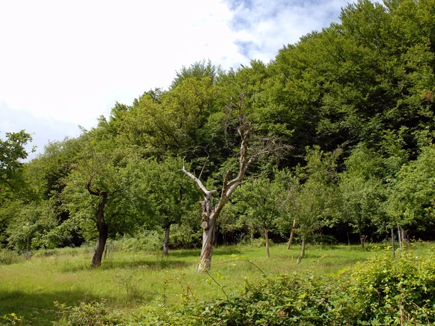 Streuobstwiesen Eitorf-Bourauel