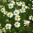 Kräuter am Wegesrand Kamillenblüten in voller Blüte mit weißen Blättern und gelben Zentren in einer grünen Wiese.