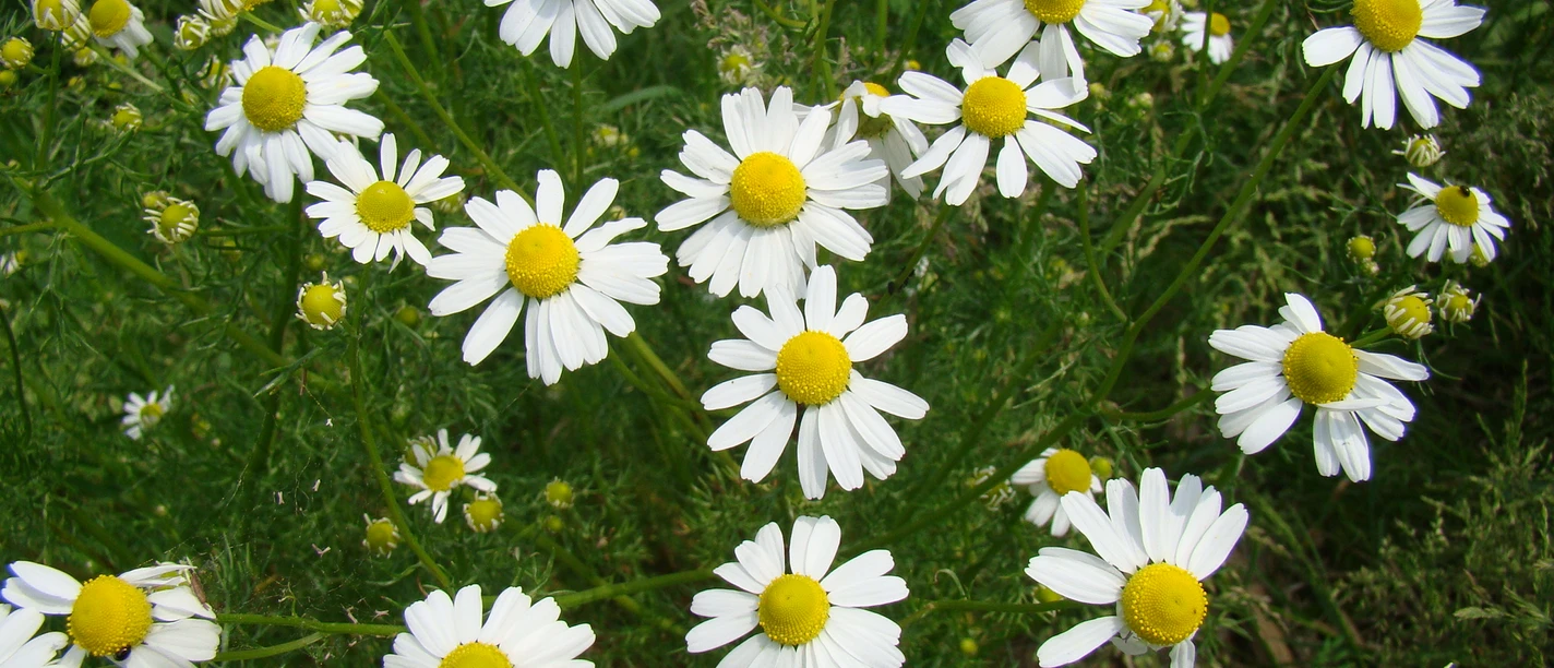 Kräuter am Wegesrand Kamillenblüten in voller Blüte mit weißen Blättern und gelben Zentren in einer grünen Wiese.