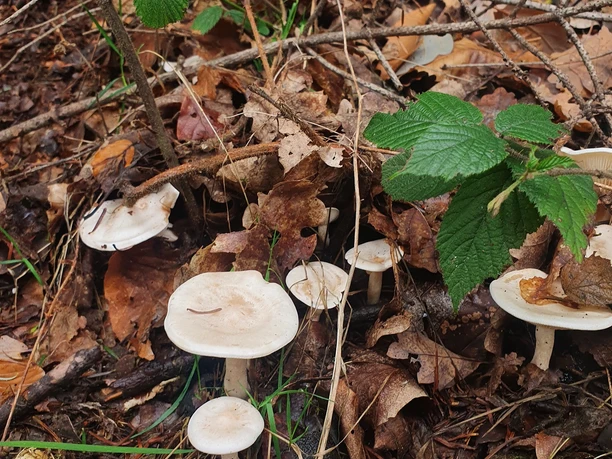 Pilze im Wald