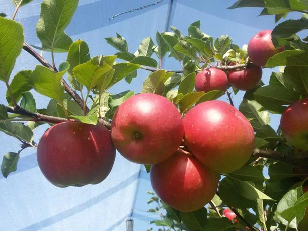 Red apples hang on a branch with green leaves under a blue sky, protected by a net.