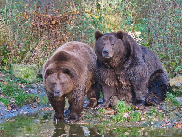 Bären Karla und Siggi