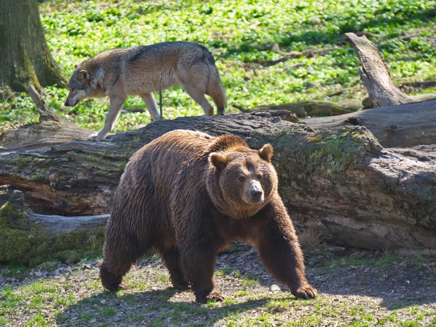 Bär im Wisentgehege