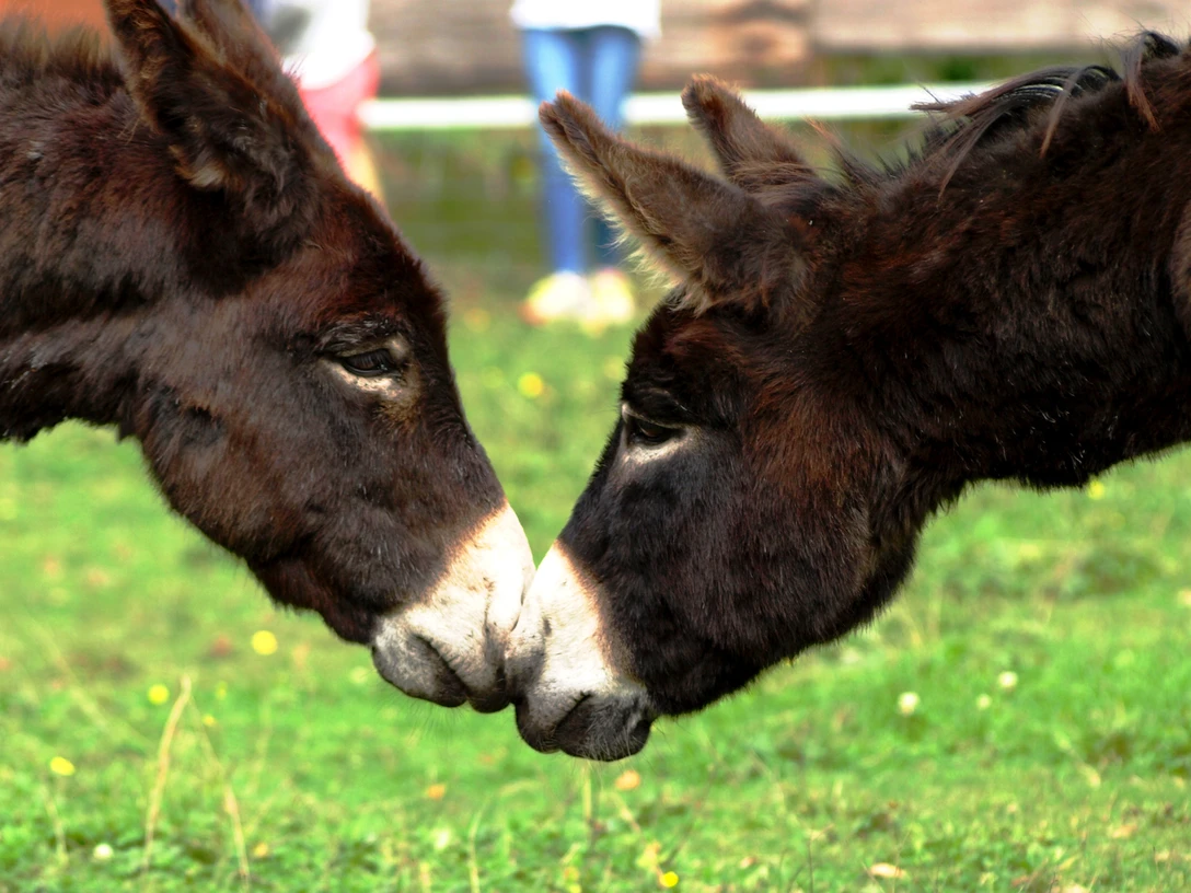 Zwei Eselköpfe Nase an Nase Zwei Esel berühren sanft ihre Nasen auf einer grünen Wiese. Hinter ihnen ist ein Holzzaun.
