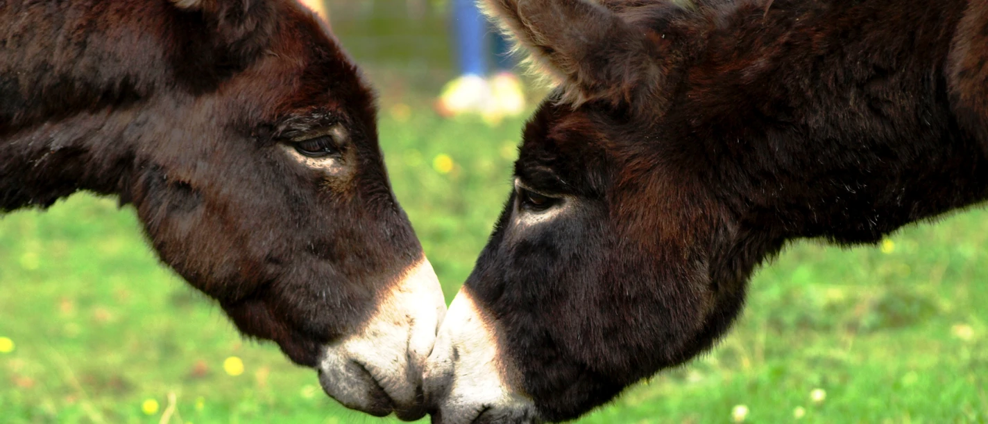 Zwei Eselköpfe Nase an Nase Zwei Esel berühren sanft ihre Nasen auf einer grünen Wiese. Hinter ihnen ist ein Holzzaun.