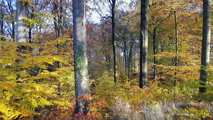 Herbstwald