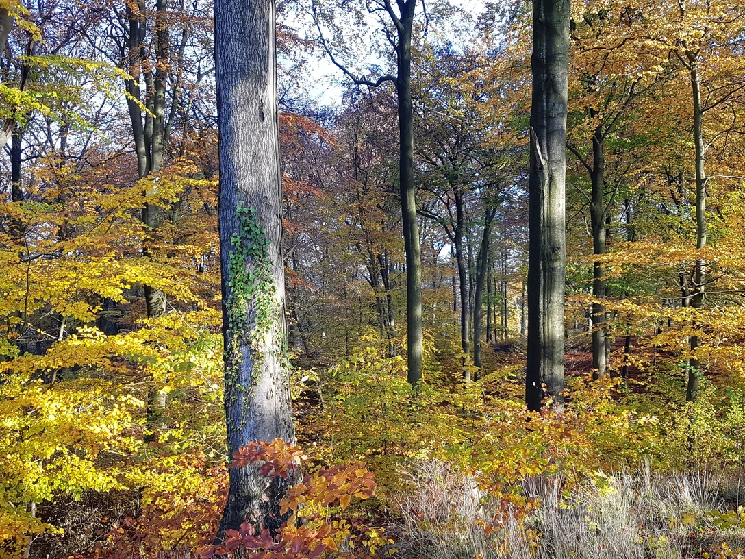 Herbstwald