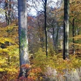 Herbstwald