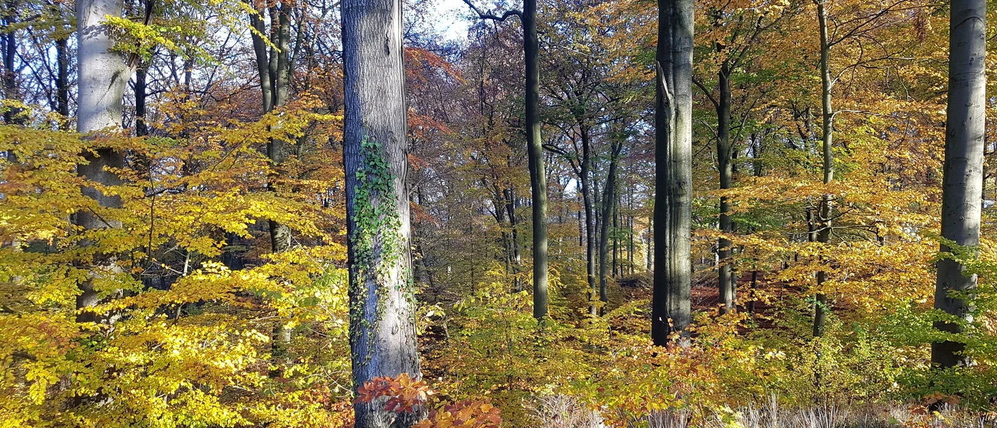 Herbstwald