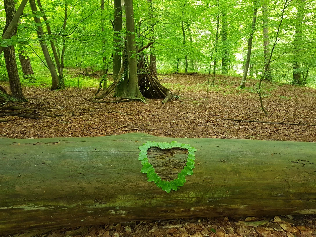 Waldbaden - Shinrin Yoku Ein Wald mit grünem Laub im Sommer. Auf einem Baumstamm liegen Blätter in Herzform.