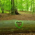 Waldbaden - Shinrin Yoku Ein Wald mit grünem Laub im Sommer. Auf einem Baumstamm liegen Blätter in Herzform.