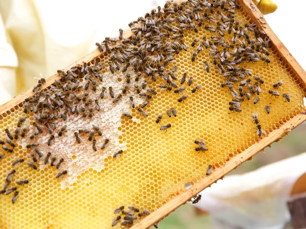 BAIE_Waldhonigeis (1)_klein