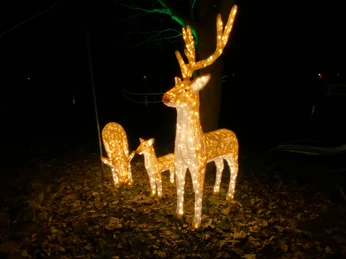 Rehe im Feuer- und Lichterland Königstein Leuchtende Rehfiguren stehen in einem dunklen Wald, von Laub umgeben und erhellt in der Nacht.