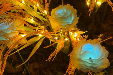 Rosen im Feuer- und Lichterland Königstein