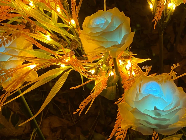 Rosen im Feuer- und Lichterland Königstein