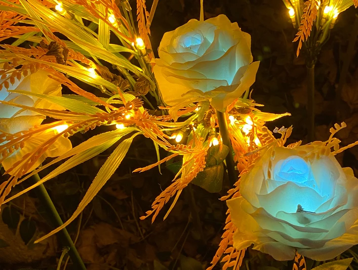 Rosen im Feuer- und Lichterland Königstein