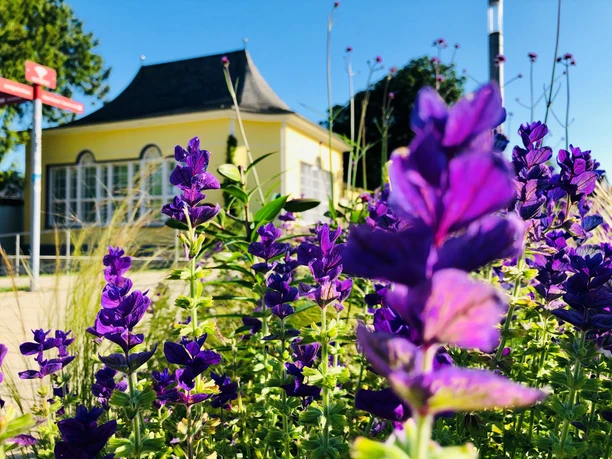Haus Kassel Frühling mit Blumen