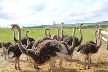 A group of ostriches stands in a green meadow, surrounded by fences, under a cloudy sky.