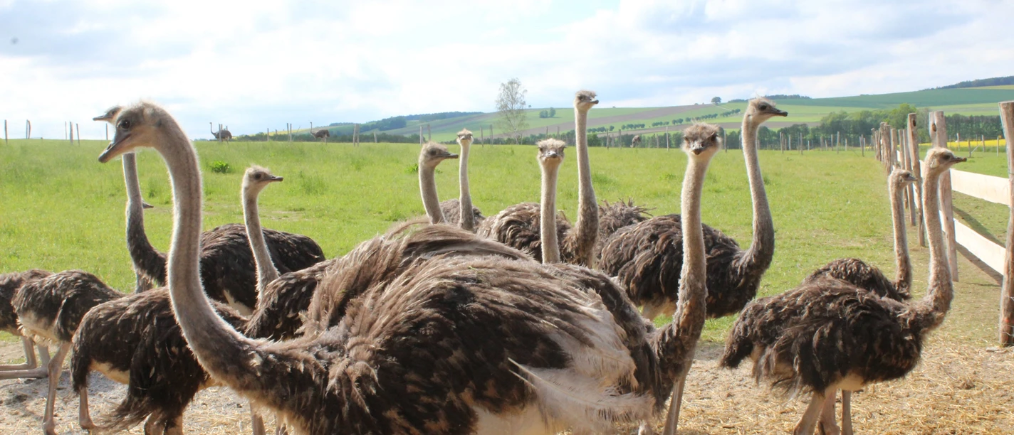 A group of ostriches stands in a green meadow, surrounded by fences, under a cloudy sky.