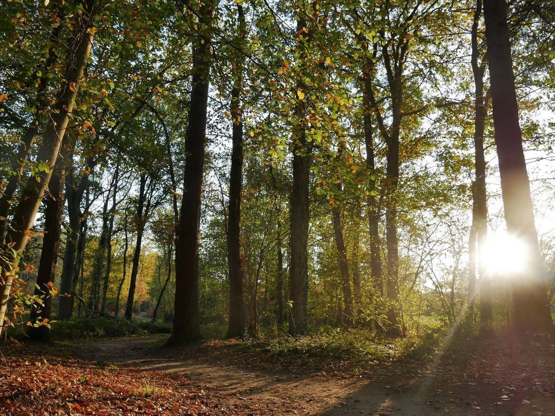 Abenddämmerung Herbstlicher Wald mit hohen Bäumen, durch die warmes Sonnenlicht hindurch scheint.