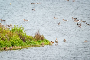 Delbrueck-Steinhorster Becken-Teutoburger-Wald-Tourismus-D-Ketz-067.jpg Graugänse schwimmen in einer Gruppe friedlich auf einem weitläufigen See, umrahmt von üppigem Grün.