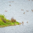 Delbrueck-Steinhorster Becken-Teutoburger-Wald-Tourismus-D-Ketz-067.jpg Graugänse schwimmen in einer Gruppe friedlich auf einem weitläufigen See, umrahmt von üppigem Grün.