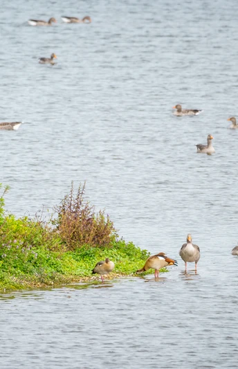 Delbrueck-Steinhorster Becken-Teutoburger-Wald-Tourismus-D-Ketz-067.jpg Graugänse schwimmen in einer Gruppe friedlich auf einem weitläufigen See, umrahmt von üppigem Grün.