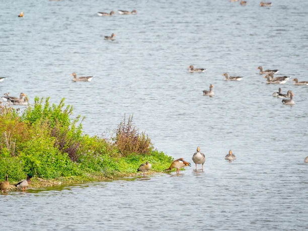 Delbrueck-Steinhorster Becken-Teutoburger-Wald-Tourismus-D-Ketz-067.jpg Graugänse schwimmen in einer Gruppe friedlich auf einem weitläufigen See, umrahmt von üppigem Grün.