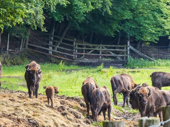Warburg-Hammerhof-Teutoburger-Wald-Tourismus-A-Röser-001.jpg <p>Eine Gruppe von Wisenten grast auf einer Lichtung vor einem dicht bewaldeten Hintergrund.</p>
