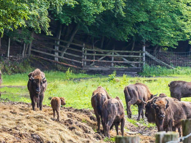 Warburg-Hammerhof-Teutoburger-Wald-Tourismus-A-Röser-001.jpg <p>Eine Gruppe von Wisenten grast auf einer Lichtung vor einem dicht bewaldeten Hintergrund.</p>