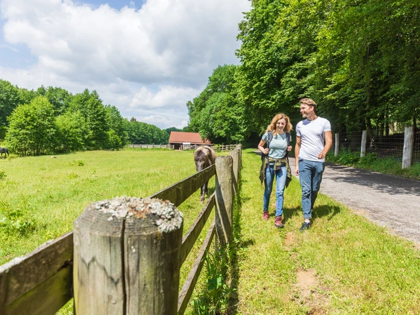 Warburg-Hammerhof-Teutoburger-Wald-Tourismus-A-Röser-012.jpg Paar spaziert auf Weg entlang grüner Wiese mit Pferden, umgeben von dichtem Wald, unter blauem Himmel.