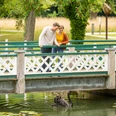 Espelkamp-Schloss Benkhausen-Teutoburger-Wald-Tourismus-D-Ketz-097.jpg Ein Paar blickt von einer weißen Holzbrücke hinab auf einen schwarzen Schwan im Wasser.