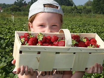 Erdbeere - JPT Erdbeere - JPT