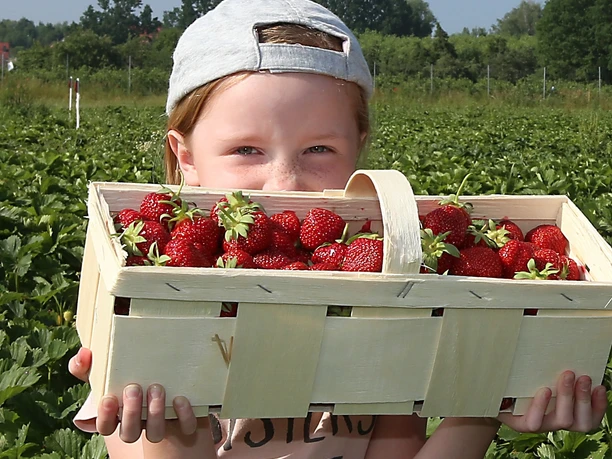 Erdbeere - JPT Erdbeere - JPT