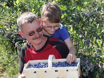 Heidelbeere- JPT Heidelbeere- JPT