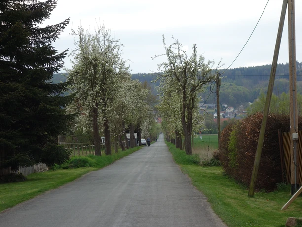 Straße gesäumt von blühenden Bäumen, führt durch eine ruhige, ländliche Gegend mit grünen Wiesen.