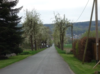 Nettelstedt Allee Straße gesäumt von blühenden Bäumen, führt durch eine ruhige, ländliche Gegend mit grünen Wiesen.