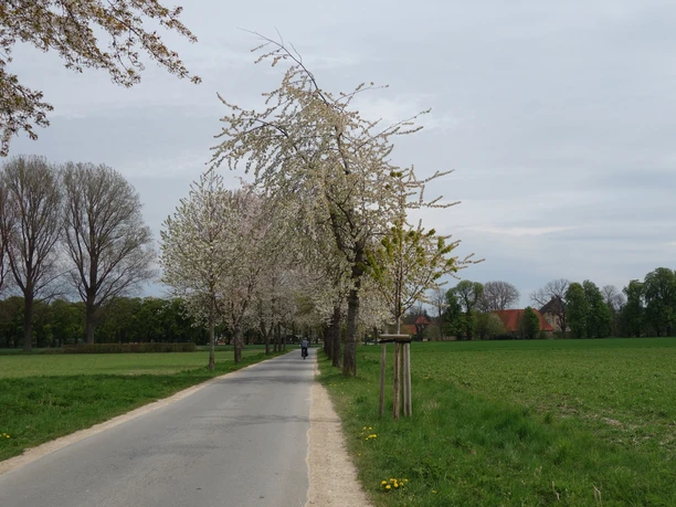 Allee mit blühenden Kirschbäumen, einem Radfahrer und Feldern an einem bewölkten Frühlingstag.