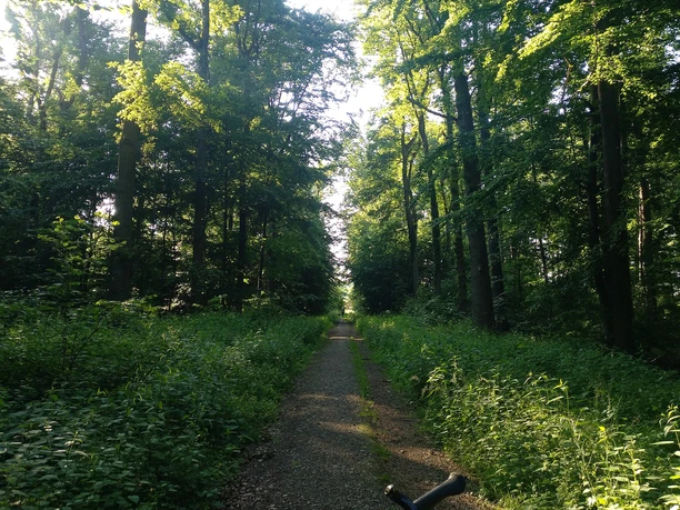 Abstecher Radtour in den Bexter Wald Ein sonnenbeschienener Waldweg im Bexter Wald, gesäumt von hohen Bäumen und einem Fahrrad im Vordergrund.