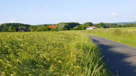 Getreidefeld nahe Werl-Aspe Bad Salzuflen Getreidefeld, Werl-Aspe, Urlaubsregion Bad Salzuflen, Salzufler Radtouren, Liegende Acht