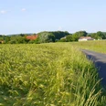 Getreidefeld nahe Werl-Aspe Bad Salzuflen Getreidefeld, Werl-Aspe, Urlaubsregion Bad Salzuflen, Salzufler Radtouren, Liegende Acht