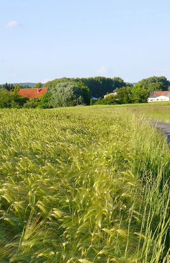 Getreidefeld nahe Werl-Aspe Bad Salzuflen Getreidefeld, Werl-Aspe, Urlaubsregion Bad Salzuflen, Salzufler Radtouren, Liegende Acht