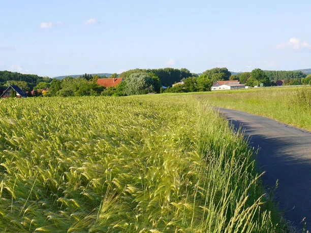 Getreidefeld nahe Werl-Aspe Bad Salzuflen Getreidefeld, Werl-Aspe, Urlaubsregion Bad Salzuflen, Salzufler Radtouren, Liegende Acht