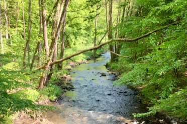 Sebnitztal Ein klarer Bach fließt durch einen grünen Wald, umgeben von hohen Bäumen und üppigem Laub, mit einem umgestürzten Baumstamm über dem Wasser.