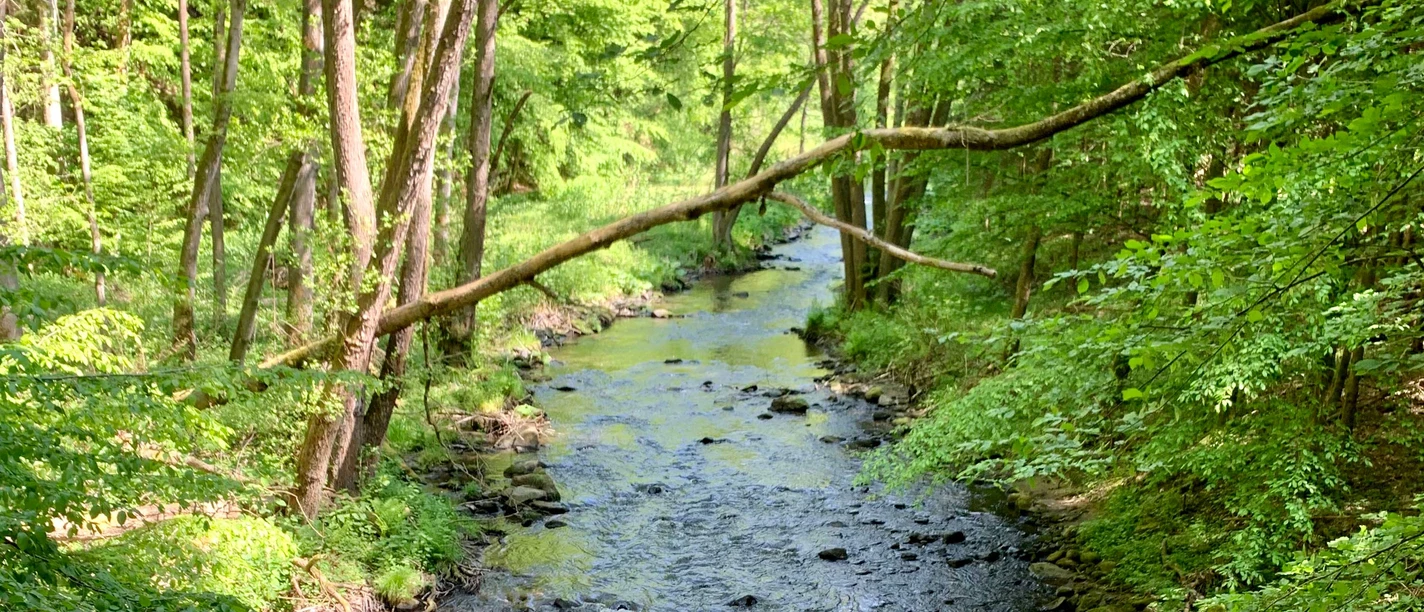 Sebnitztal Ein klarer Bach fließt durch einen grünen Wald, umgeben von hohen Bäumen und üppigem Laub, mit einem umgestürzten Baumstamm über dem Wasser.