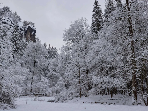 Polenztal Verschneiter Wald mit hohen, schneebedeckten Bäumen und einem Felsen im Hintergrund unter grauem Himmel, ruhige Winteratmosphäre.