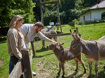 Borchen-Kapellenhof-Teutoburger-Wald-Tourismus-T-Evers-100.jpg Ein Paar streichelt zwei Esel in einem grünen Gehege mit Bäumen und einem Haus im Hintergrund.