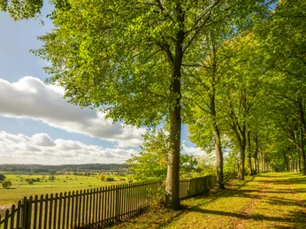 Ein gemächlicher Waldweg, gesäumt von eindrucksvollen Bäumen, führt entlang eines grünen Tals.